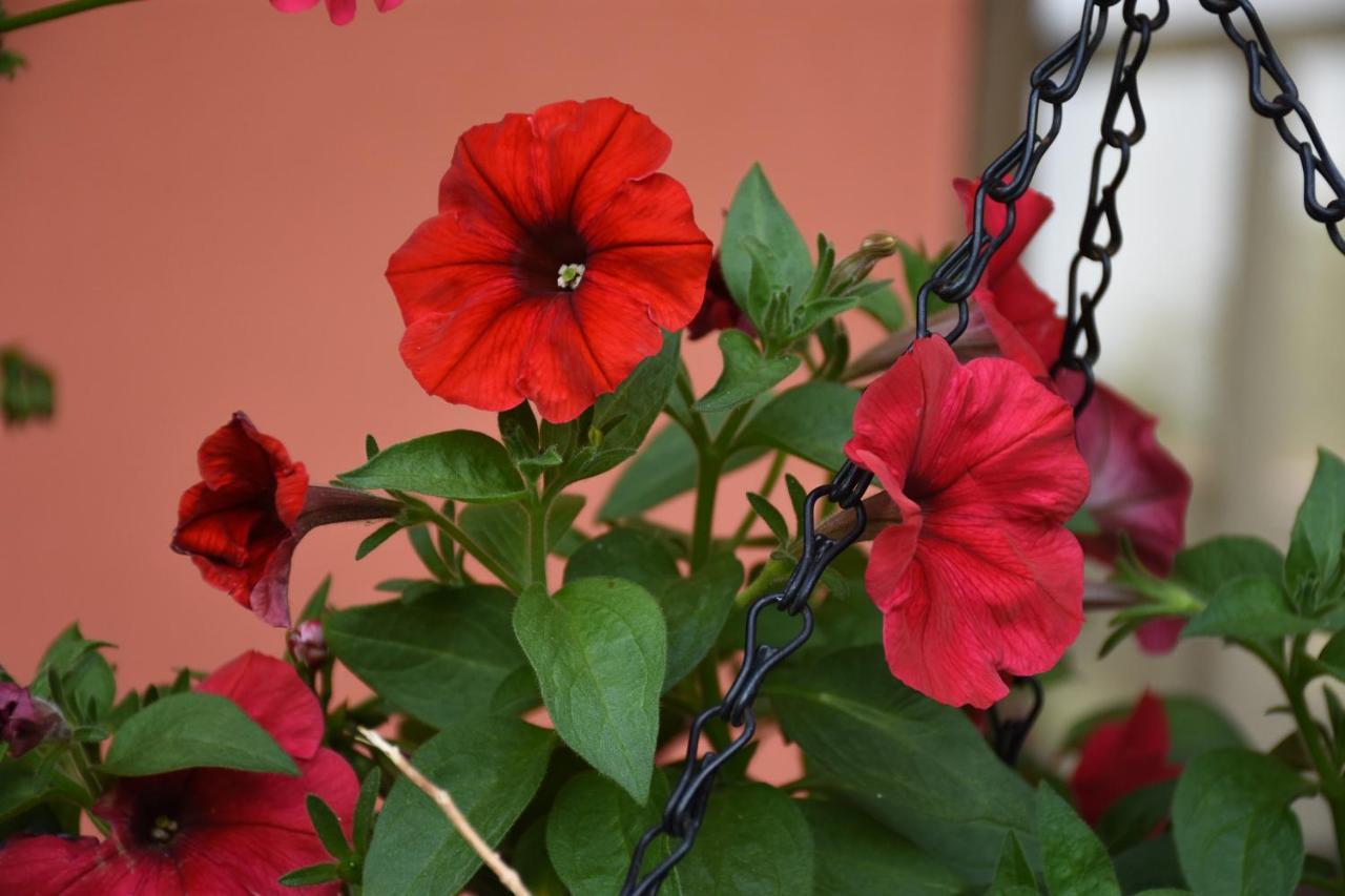 Cabinas Eddy B&B Monteverde Екстериор снимка